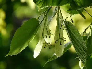 Nobilis Tilia